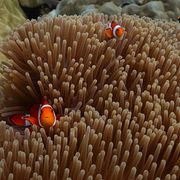 Arkivbild: Clownfiskar i Indonesien. 