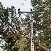 Illustrationsbild. Nedfallna träd på elledningar i Roslagen efter stormen Alfrida 2019.