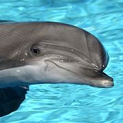 Arkivbild: Delfin på Kolmårdens delfinarium.