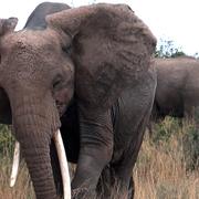 Arkivbild: Elefant i Amboseli National Park, Kenya.