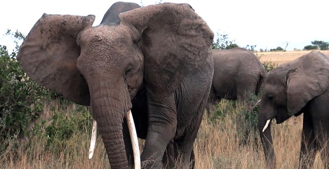 Arkivbild: Elefant i Amboseli National Park, Kenya. LEIGH MURRAY / TT / NTB Scanpix