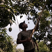 Mangoskörd i Egypten. 