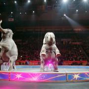 Cirkuselefanter på en amerikansk cirkus 2016