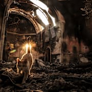 En katt i en skadad kyrka i Ukraina. Arkivbild tillhandahållen av Ukrainas militär.