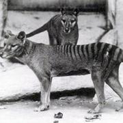 Tasmansk tiger på zoo. 