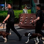 Spårhundar genomsöker det hotell i Peking där Donald Trump väntas bo under sitt besök i Peking.