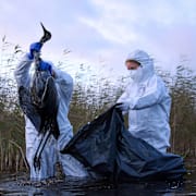 En fågel som har dött av fågelinfluensa samlas in i tyska Brandenburg i oktober.