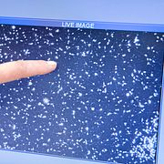 Spermier. Illustrationsbild.