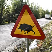 Skylt som varnar för vildsvin utanför Fagersta.