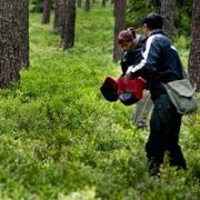  Bulgariska bärplockare i skogen strax söder om Mehedeby i Tierps kommun 2012.