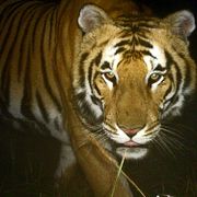 En bengalisk tiger fotad i Indien första mars 2013.