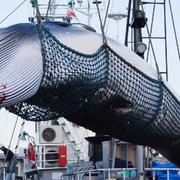 Arkivbild. En val lyfts upp ur havet under ett valprojekt i Kushiro i Hokkaido-prefekturen i Japan. 