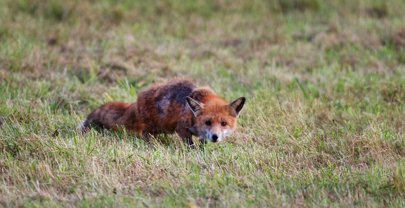 Rävskabb i Göteborg igen – hundägare varnas