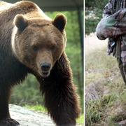 Illustrationsbilder, björn i fångenskap, jägare.