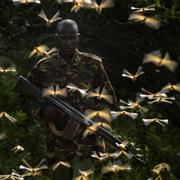 Soldat omringad av gräshoppor i Kenya.