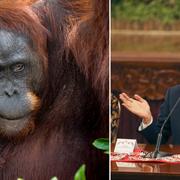 På en presskonferens den 26 augusti meddelande Indonesiens president att landets huvudstad ska flytta till Borneo.