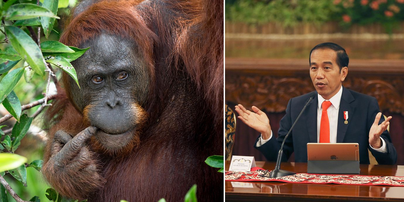 På en presskonferens den 26 augusti meddelande Indonesiens president att landets huvudstad ska flytta till Borneo.