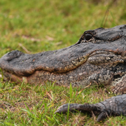 Aktivitet vid migrantförvaret i Florida/En alligator i området.