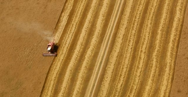 En skördetröska skördar vete.  Charlie Riedel / AP