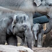 Illustrationsbild. Nyfödd elefant på zoo i Köpenhamn i februari.