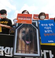 Sydkoreanska djurrättsaktivister. Arkivbild. Ahn Young-joon / AP