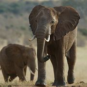 En elefant i Kenya.