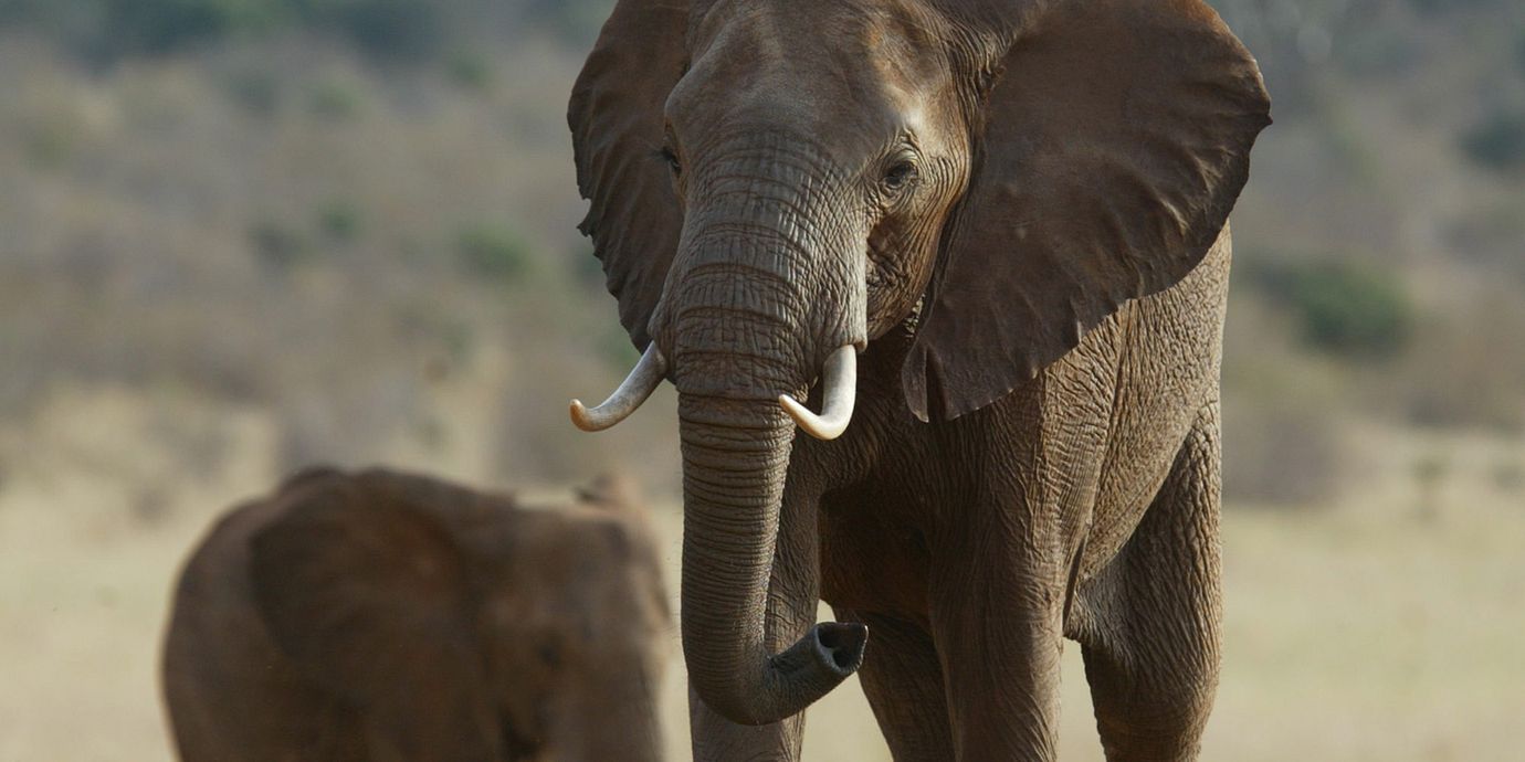 En elefant i Kenya.
