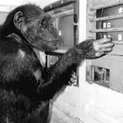 Ett foto av Ai från 1993.