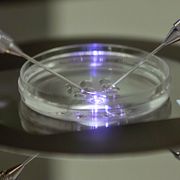 Bryan Johnsons ”klon” – i praktiken en klump omprogrammerade celler – lever för närvarande i en petriskål. Bilden är en arkivbild tagen i ett annat sammanhang.