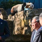 Pandan Wang Wang på Adelaide Zoo.