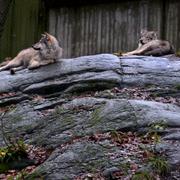 Vargar på Skansen. Illustrationsbild.