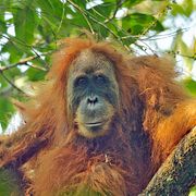 Tapanuli-orangutanger.