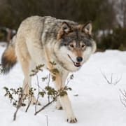 Varg i Norge. Arkivbild