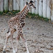 Illustrationsbild: Babygiraff.