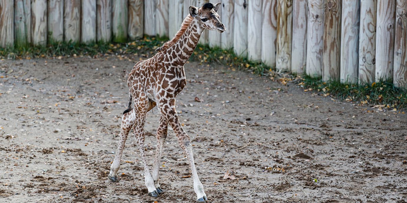 Illustrationsbild: Babygiraff.