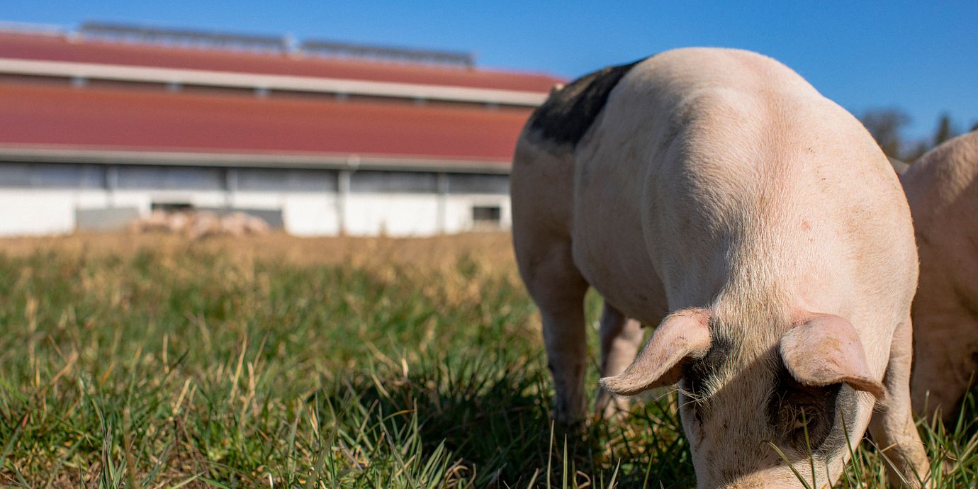 Under året har Halla Gård uppfört en biogasanläggning som producerar biogas från grisarnas gödsel.