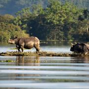 En indisk pansarnoshörning i nationalparken Kaziranga. 