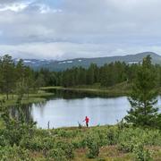 Vålådalens naturreservat i Jämtland. 