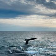 Val i Cape Cod Bay, USA, den 27 mars 2023. 