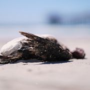 Illustrationsbild. Död fågel i San Diego i USA  i maj 2026.