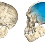 Fossil från tidiga människor, funna i Marocko.