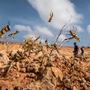 Hoppade gräshoppor i Somalia.