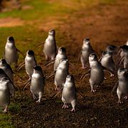 Vaccineringen började i augusti på Phillip Island utanför Melbourne, där världens största koloni med omkring 40 000 dvärgpingviner finns.