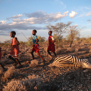 Per Bolund/Fyra barn som tillhör masajerna i Kenya promenerar förbi en zebra, som enligt lokalbor dött av torka. Bilden är tagen 9 november.