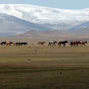 Arkivbild. Hästar i Mongoliet. 