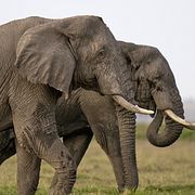 Elefanter i nationalparken Amboseli i Kenya.