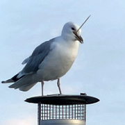Fågelskyddet i Spillepengen har fått in flera bilder på måsar som spetsats av grillpinnar.