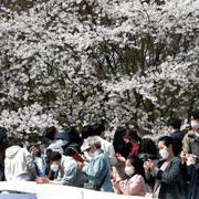 Människor i munnskydd i Seoul tar bilder på de blommande körsbärsträden.