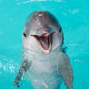 En delfin på kolmården.