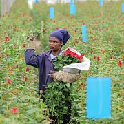 En kenyansk blomarbetare.